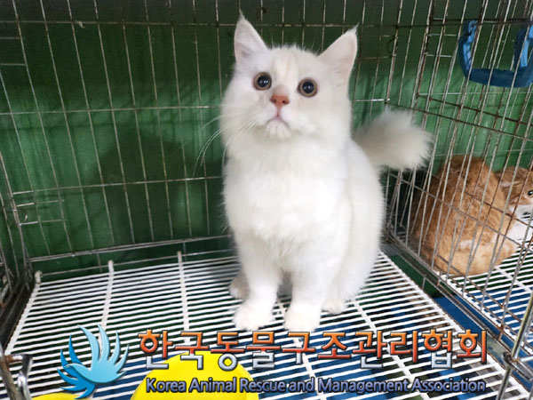 종료(자연사) 믹스…