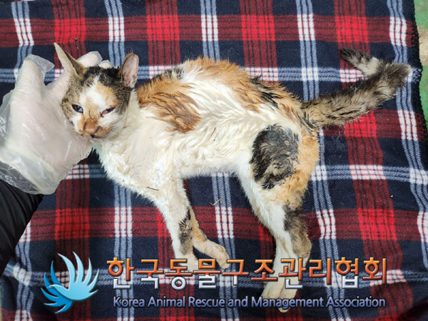 한국동물구조관리협회_441406202301408