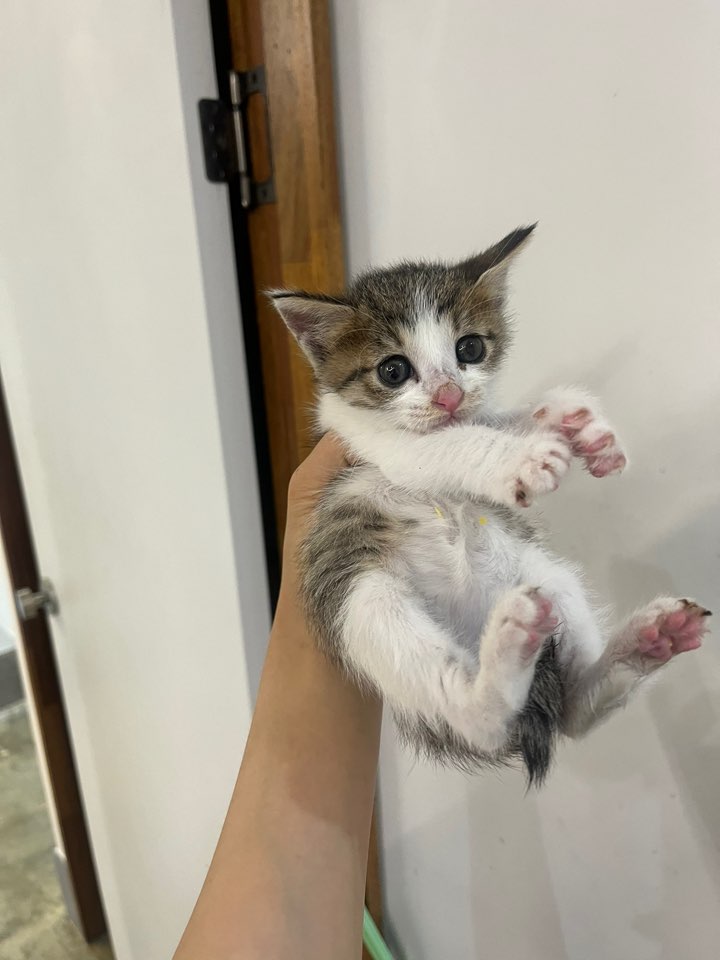 예스동물병원_427346202301183