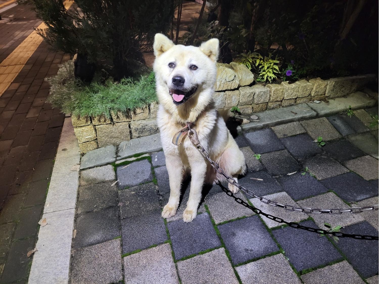 고양시동물보호센터_441394202302002