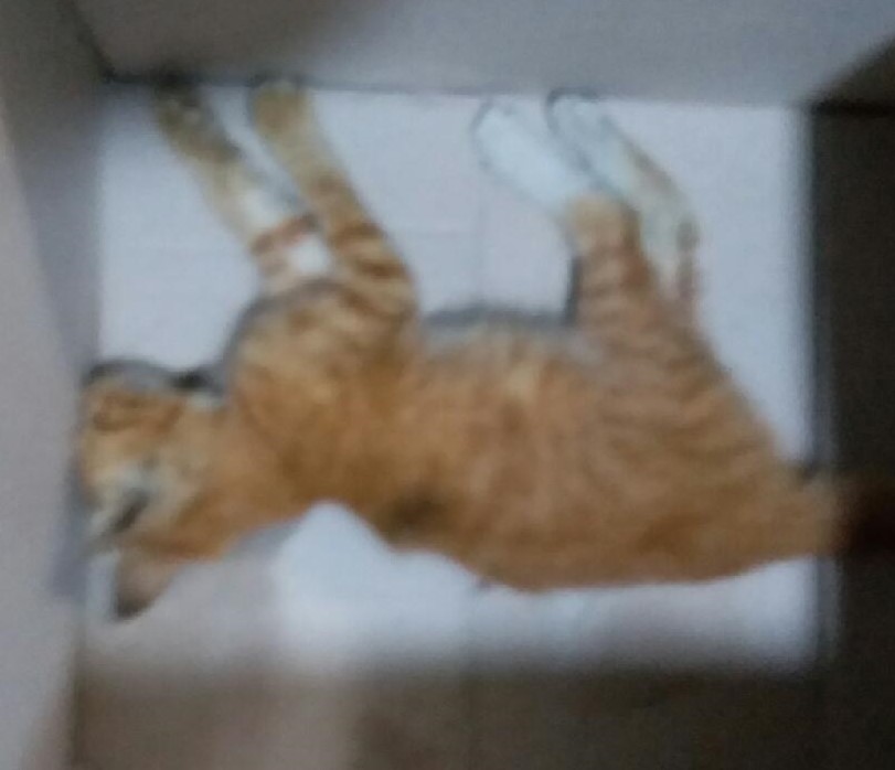 대구유기동물보호협회_427347202300861