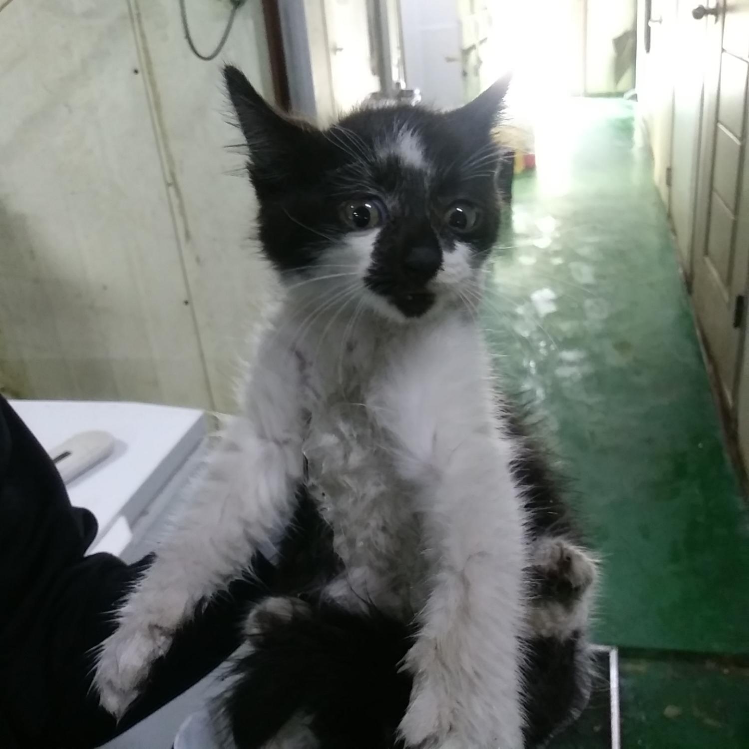 인천광역시수의사회_428352202300374