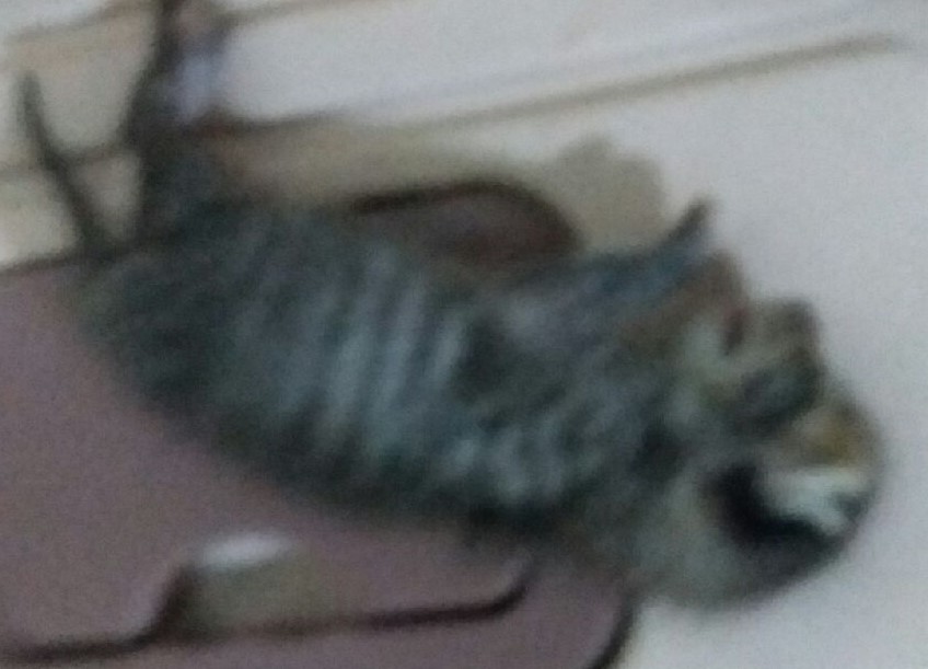 대구유기동물보호협회_427347202300862