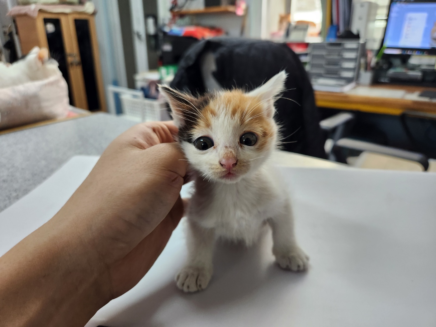 광주 동물보호소_429362202300845