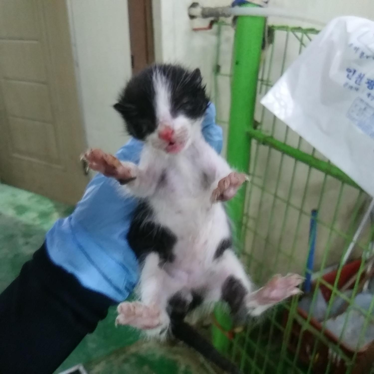인천광역시수의사회_428352202300375