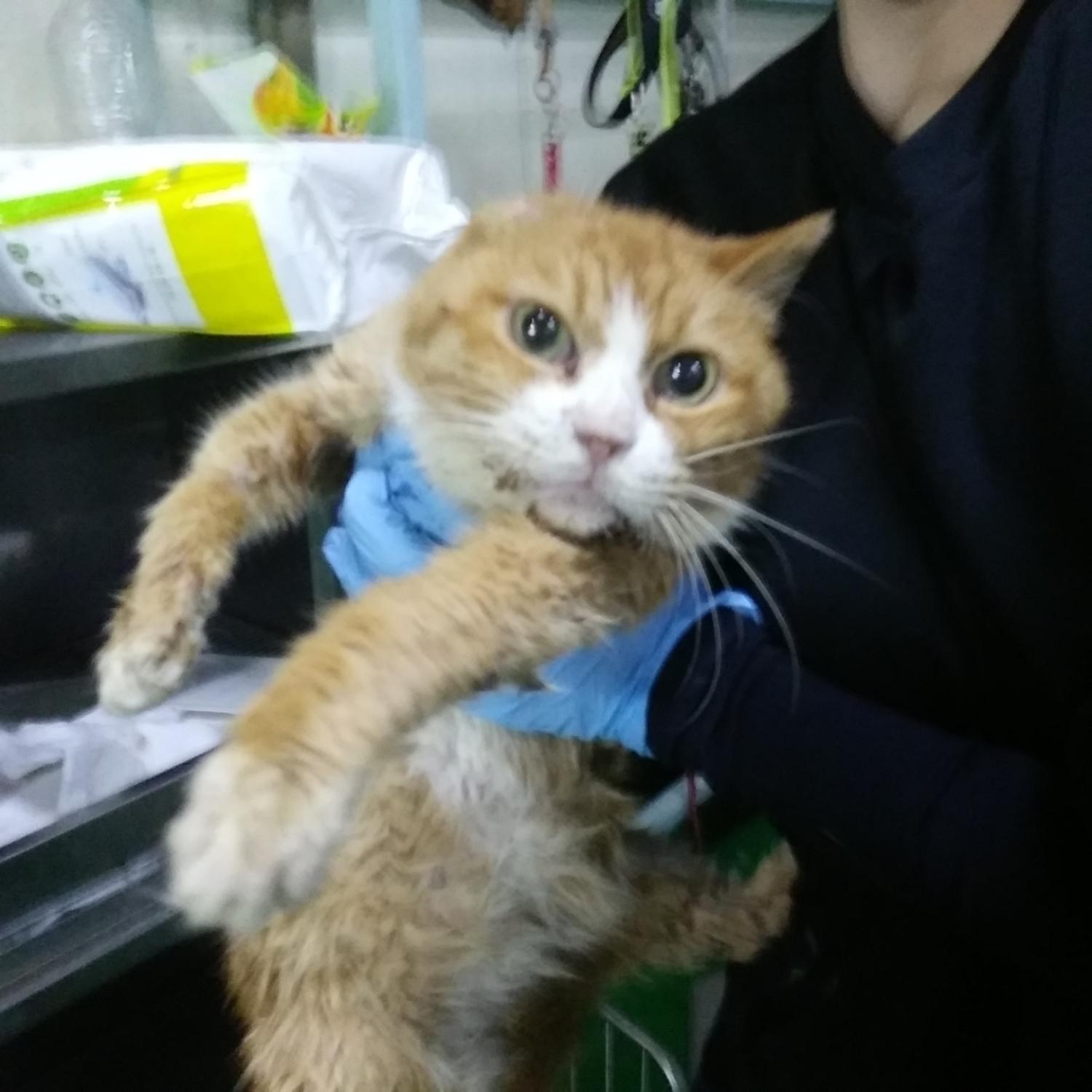 인천광역시수의사회_428352202300376