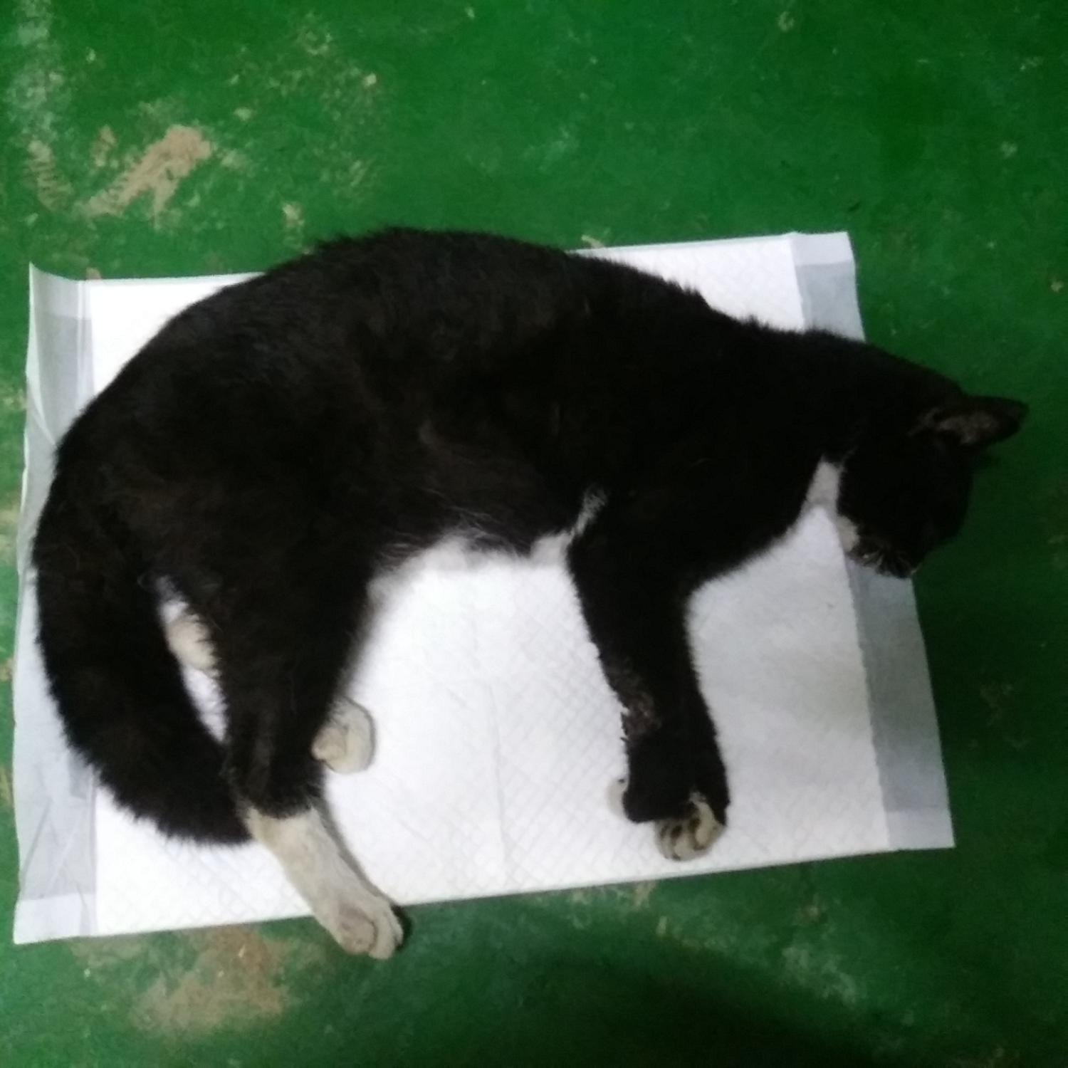 종료(자연사) 한국…