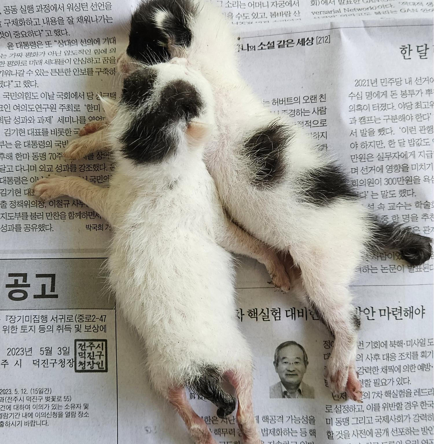 대구유기동물보호협회_427347202300864