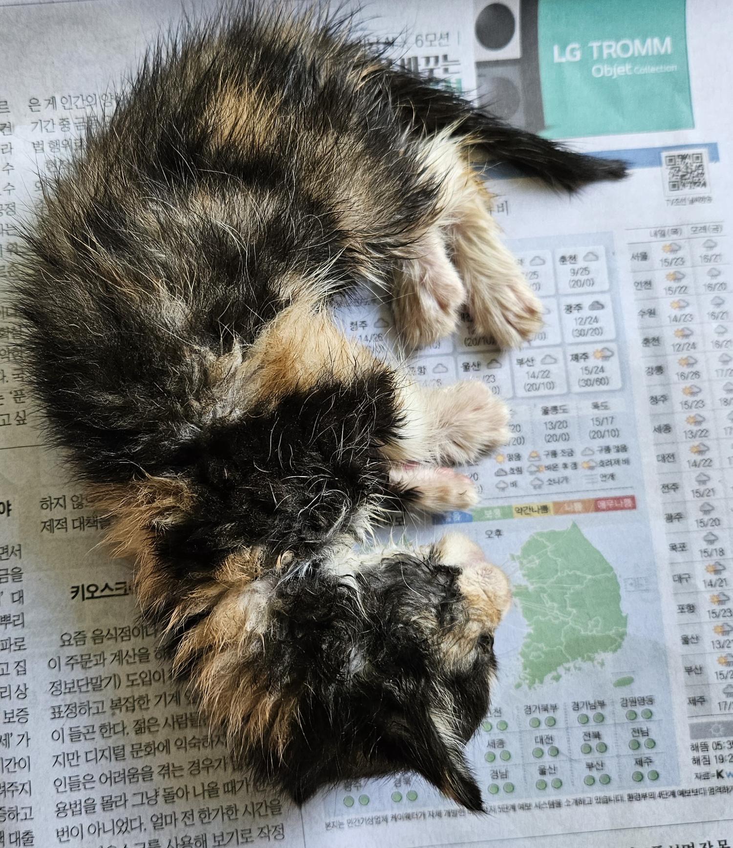 종료(자연사) 한국…