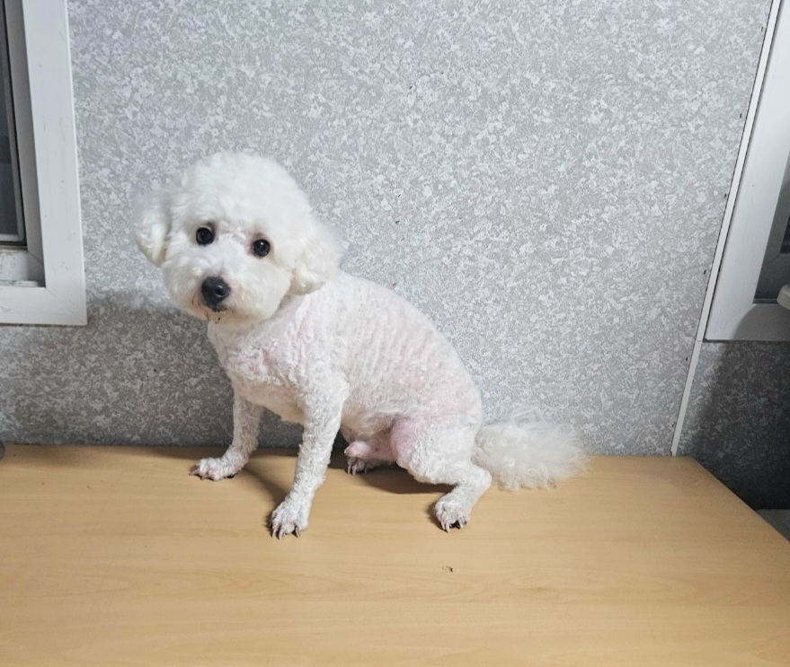 종료(반환) 비숑 …
