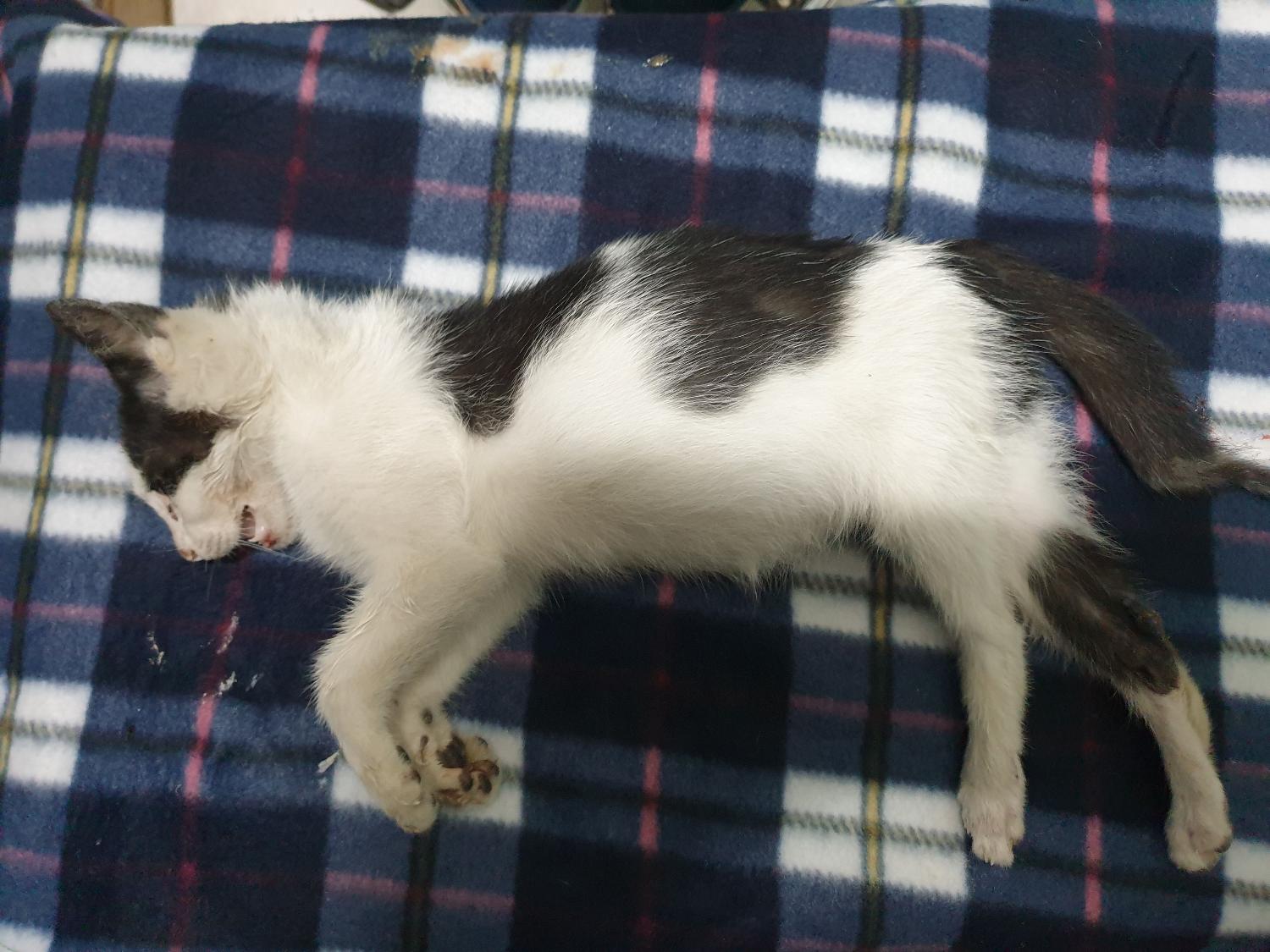 종료(자연사) 한국…