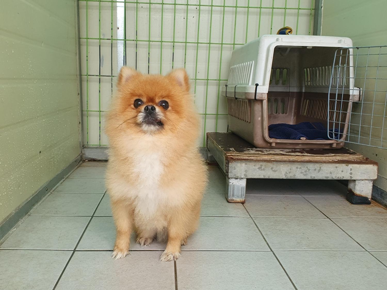 (사)영일동물플러스_447502202301145