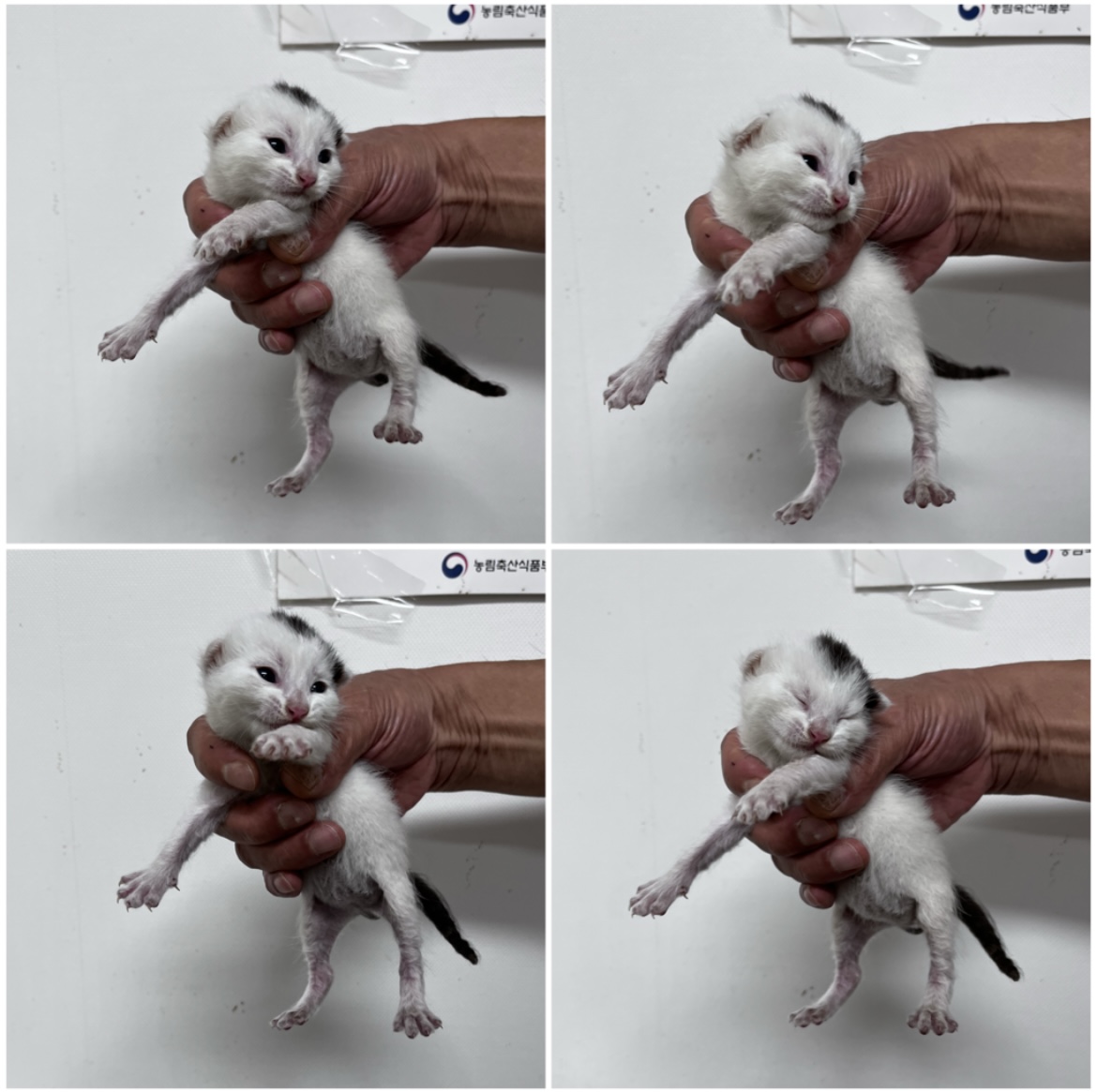 천안시유기동물보호소_444449202302109
