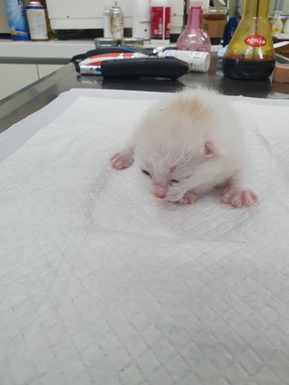 남양주시동물보호센터_441399202302536