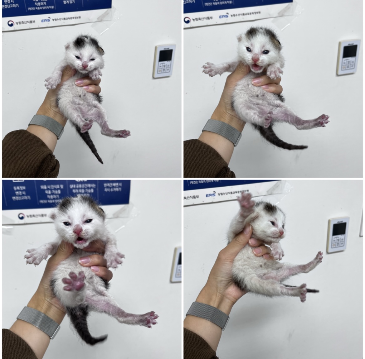 천안시유기동물보호소_444449202302111