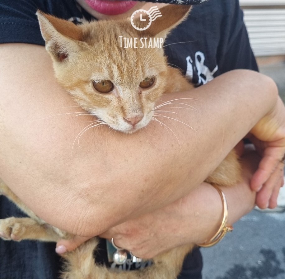 보호중 한국 고양이…
