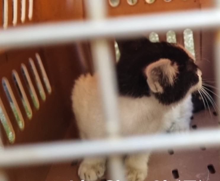 보호중 한국 고양이…