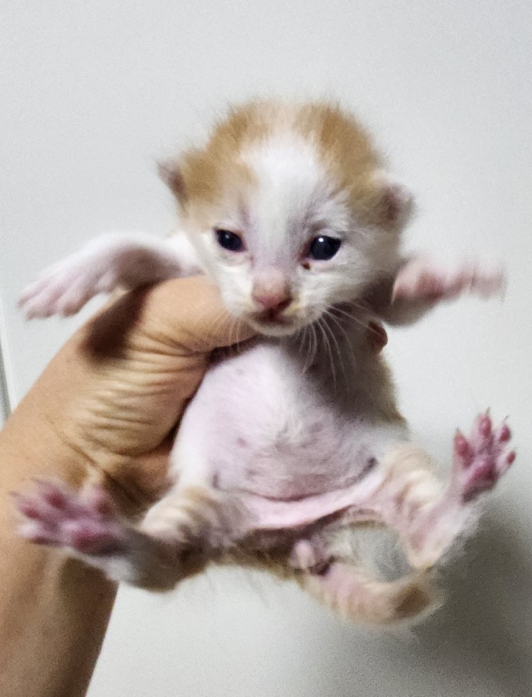 울산유기동물보호센터_431370202300992
