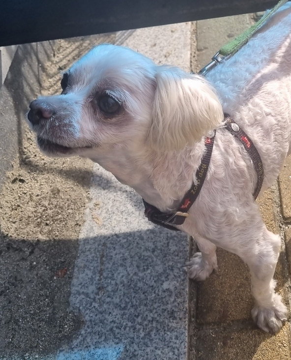 유기동물보호센터_447507202300105