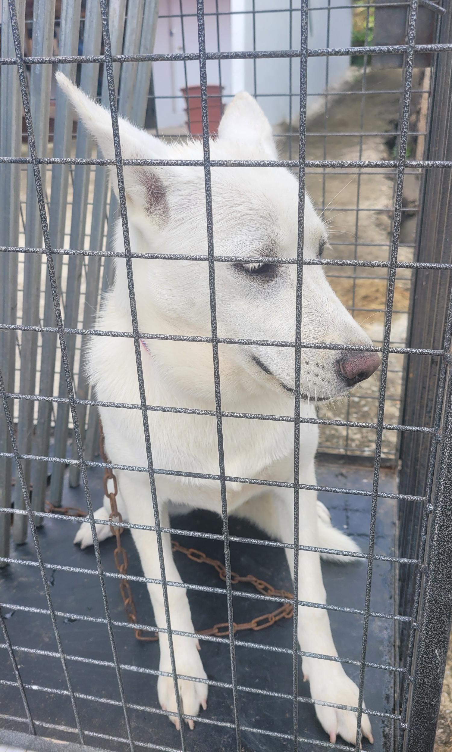 창녕 유기동물보호소_448541202301398