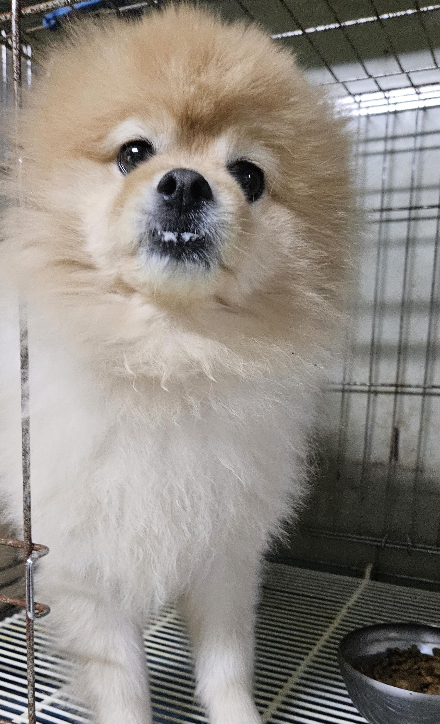 대구유기동물보호협회_427345202300711