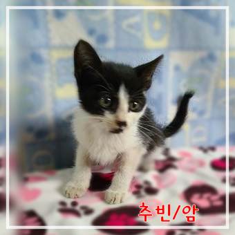 군산유기동물보호센터_445467202301936