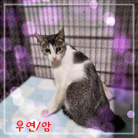 보호중 믹스묘의 가…