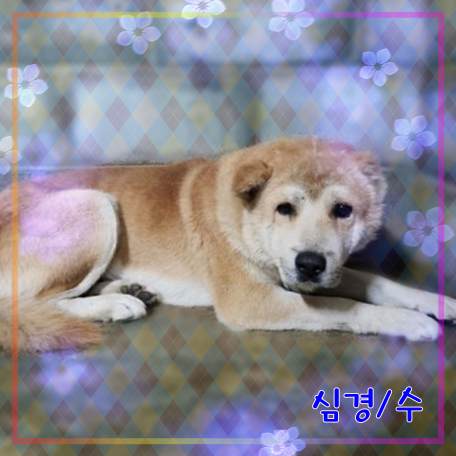 종료(반환) 믹스견…