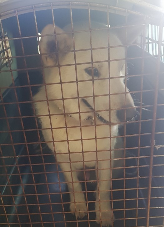 대구유기동물보호센터_427342202300667