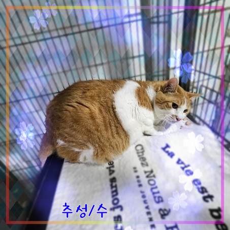 군산유기동물보호센터_445467202301945