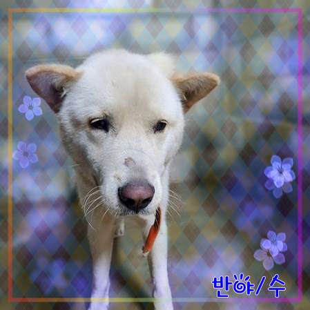 군산유기동물보호센터_445467202301946