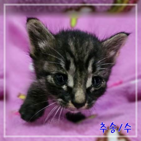 군산유기동물보호센터_445467202301944