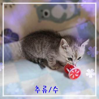 종료(입양) 믹스묘…