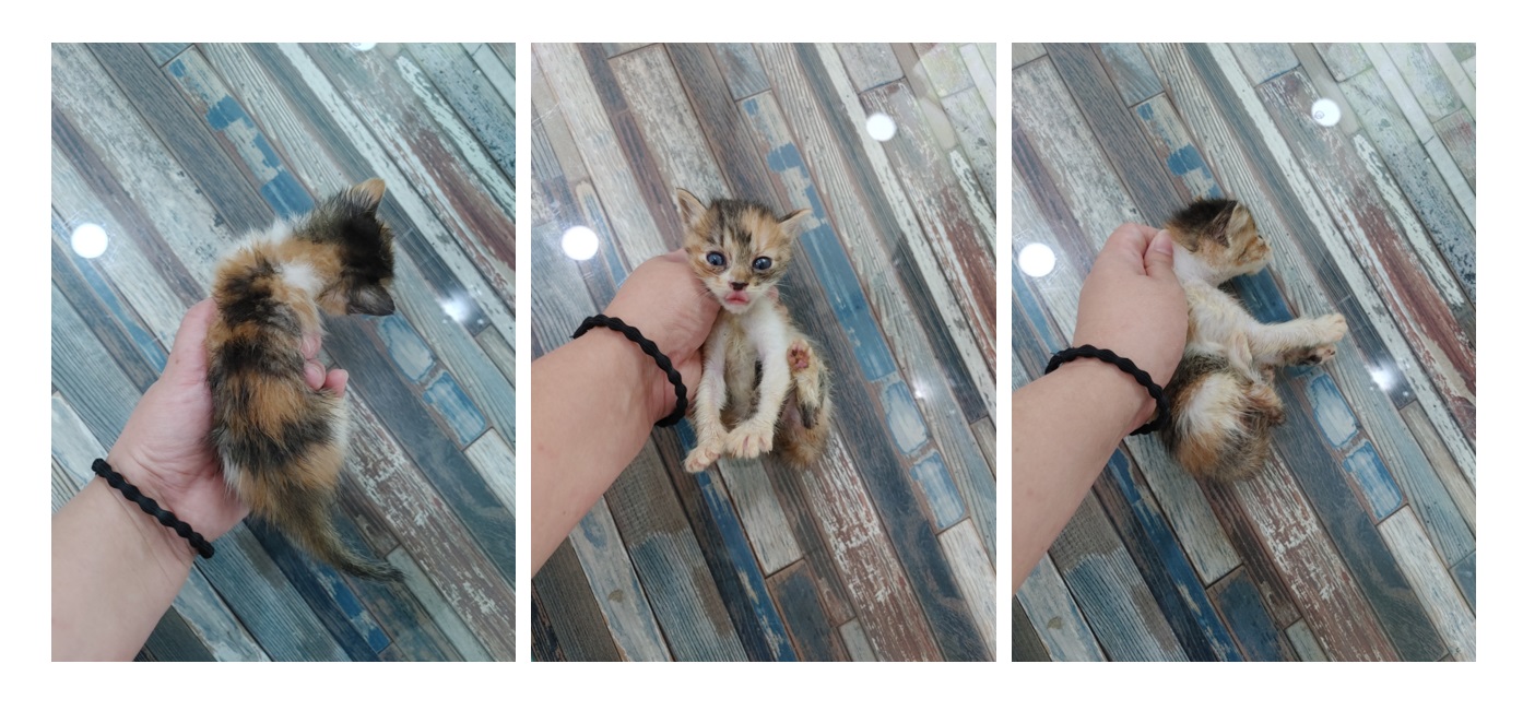 종료(자연사) 한국…