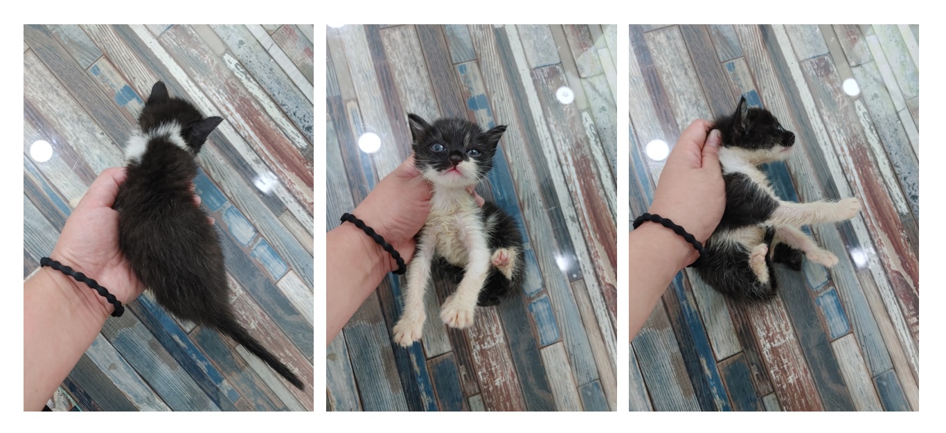 보호중 한국 고양이…