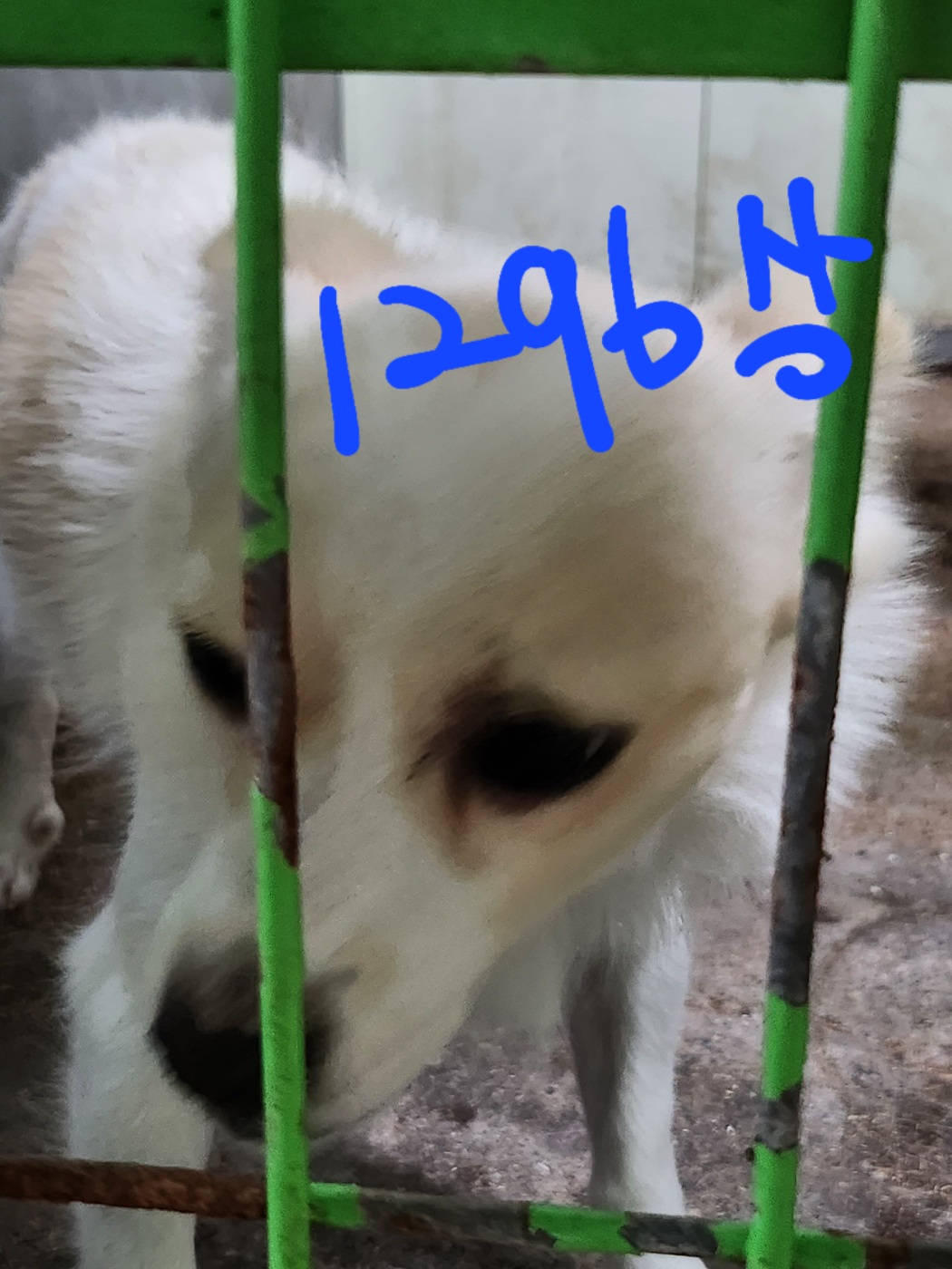 평택시유기동물보호소_441391202302348
