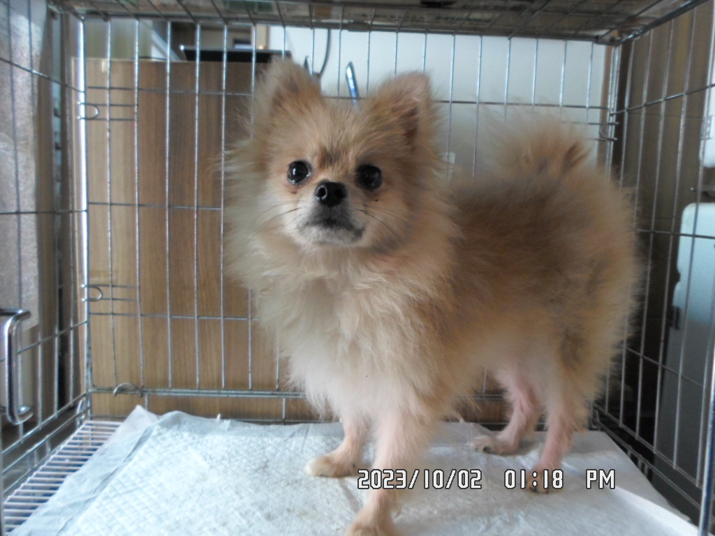 디아크동물종합병원_411319202300470