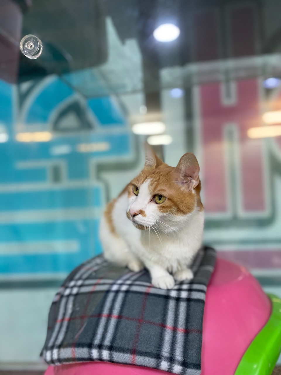 [고양이] 한국 고양이 경기-성남-2023-00602 유기동물 배경 이미지 입니다.