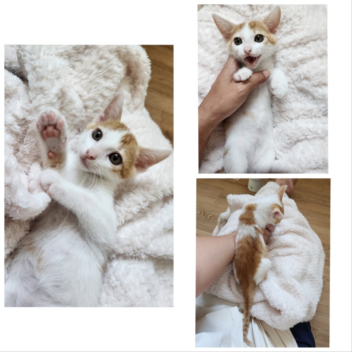 당진시동물보호소_444568202301111