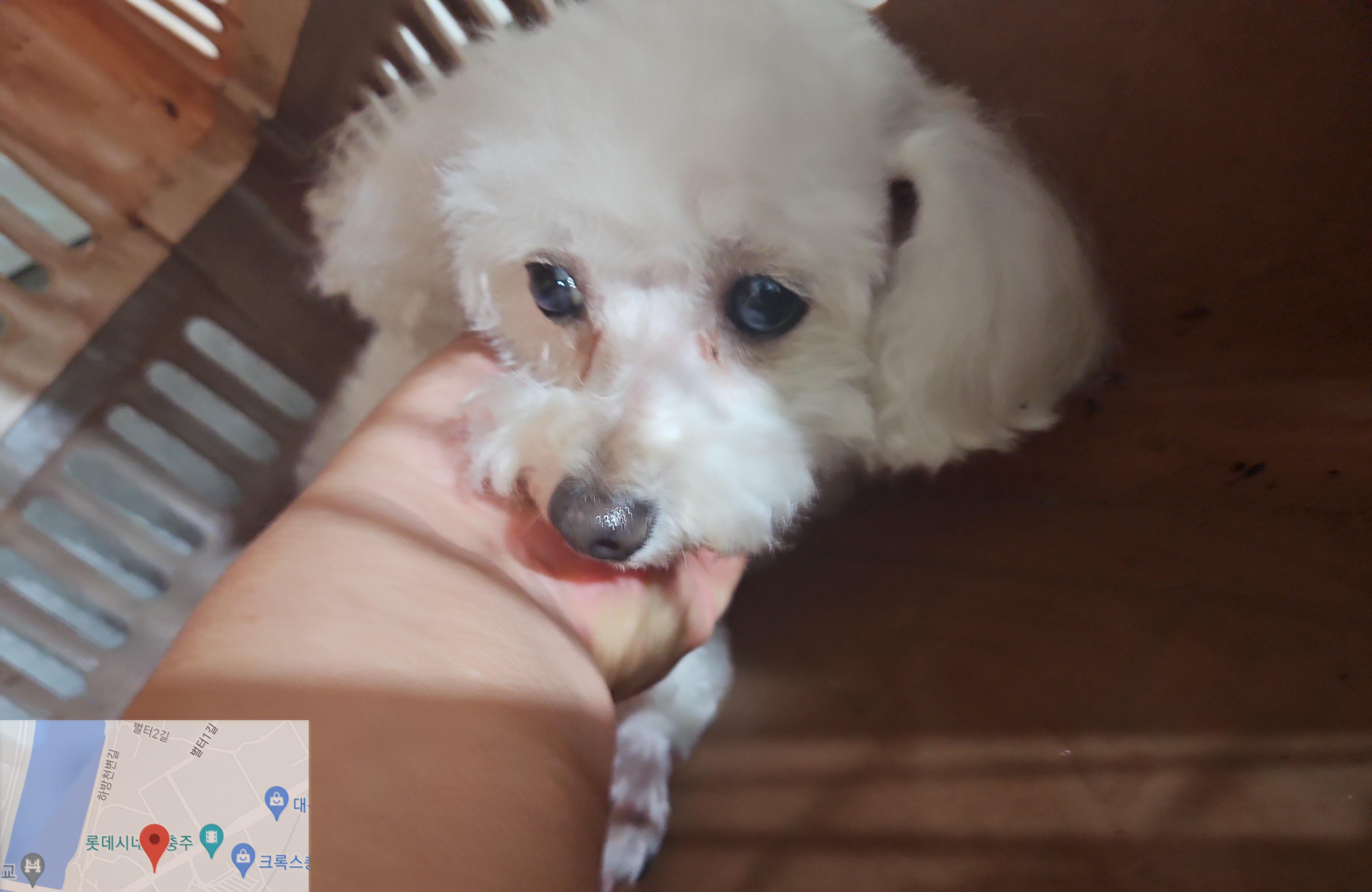 대전동물보호센터_430365202300459