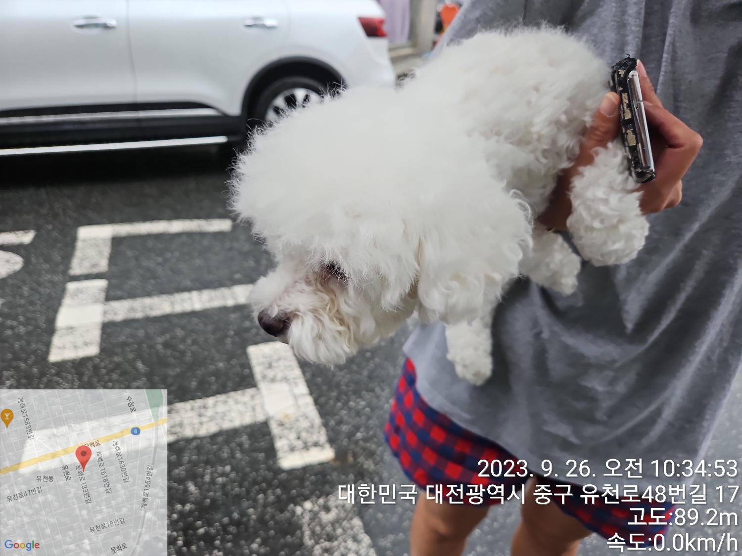 종료(반환) 비숑 …