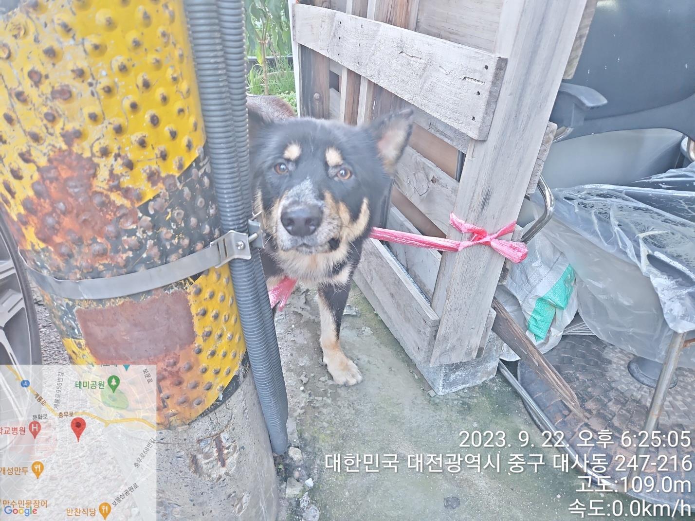 대전동물보호센터_430365202300462
