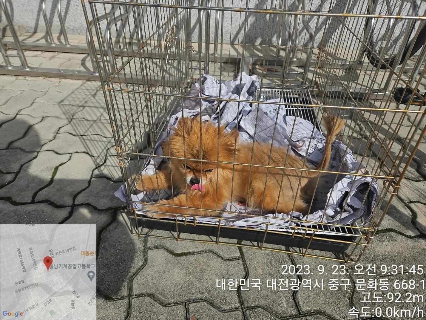 보호중 믹스견의 가…