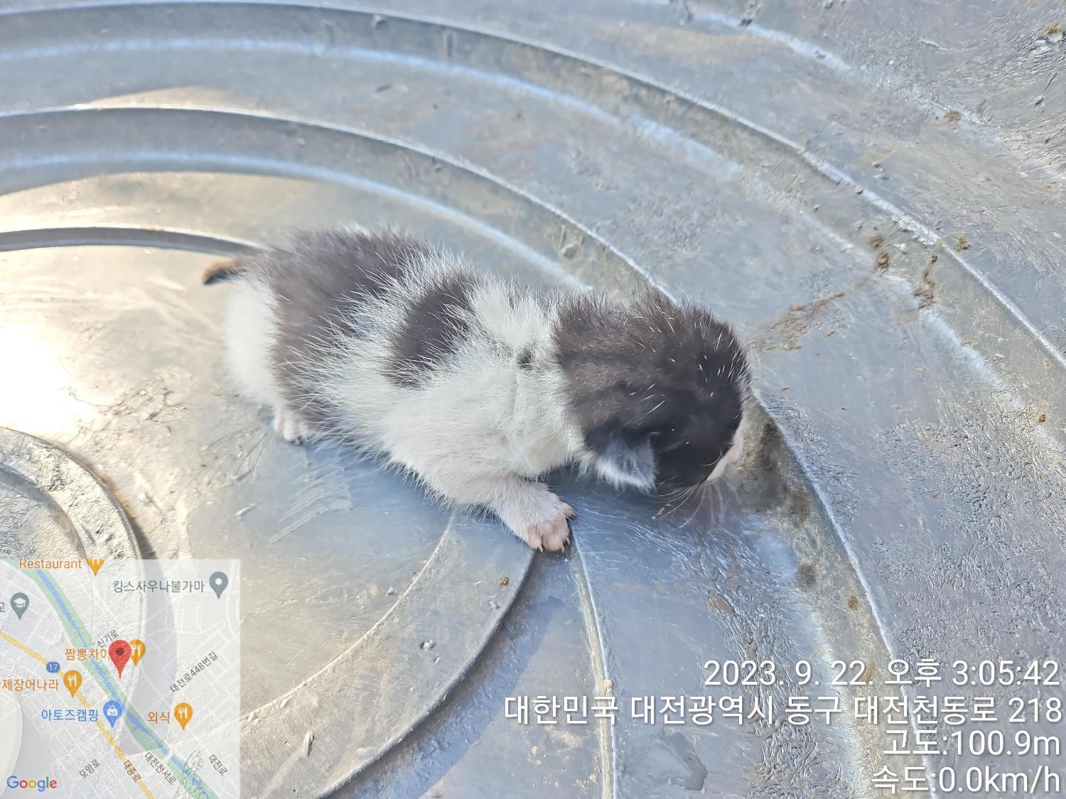대전동물보호센터_430365202300460