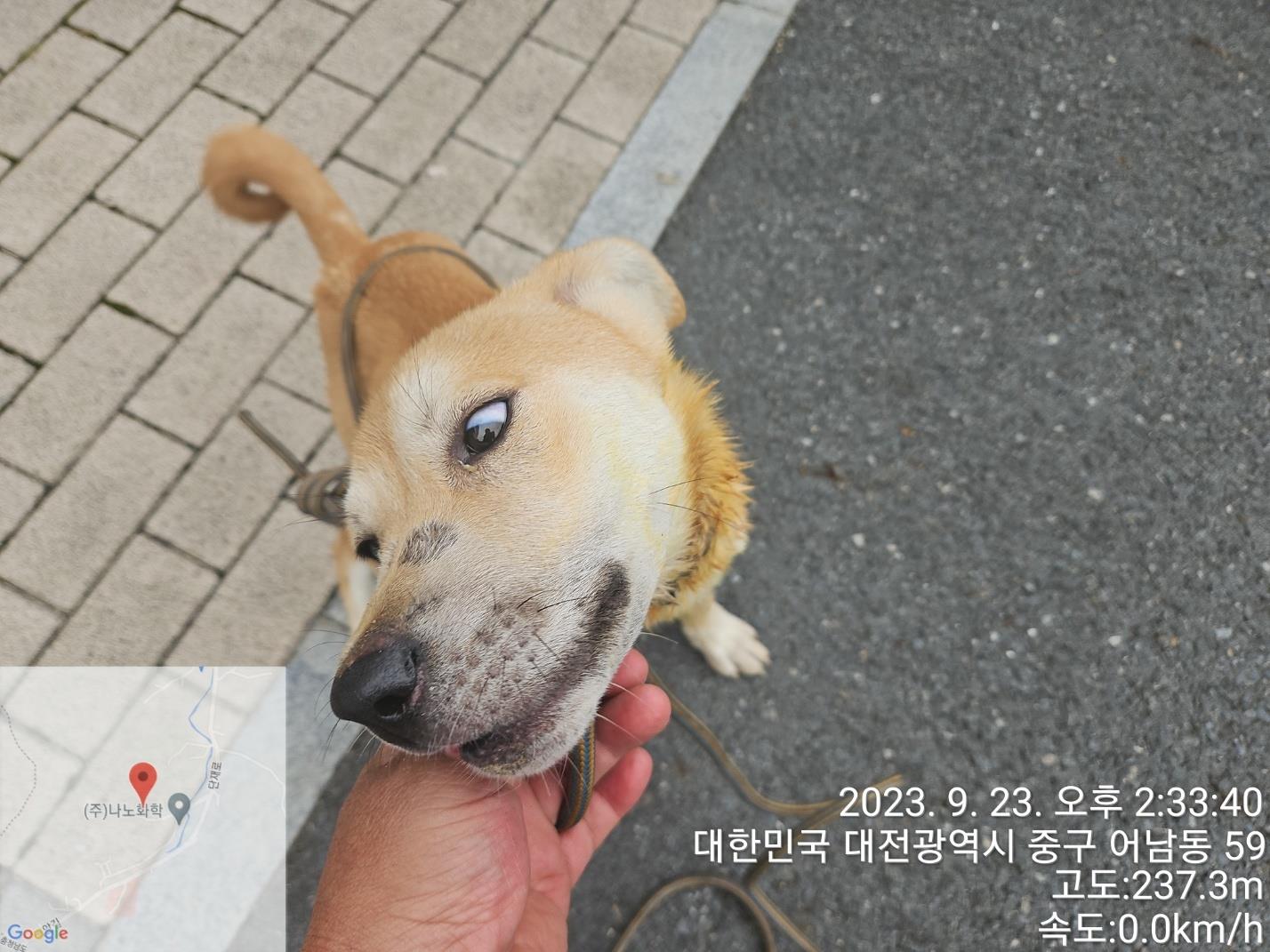 보호중 믹스견의 가…