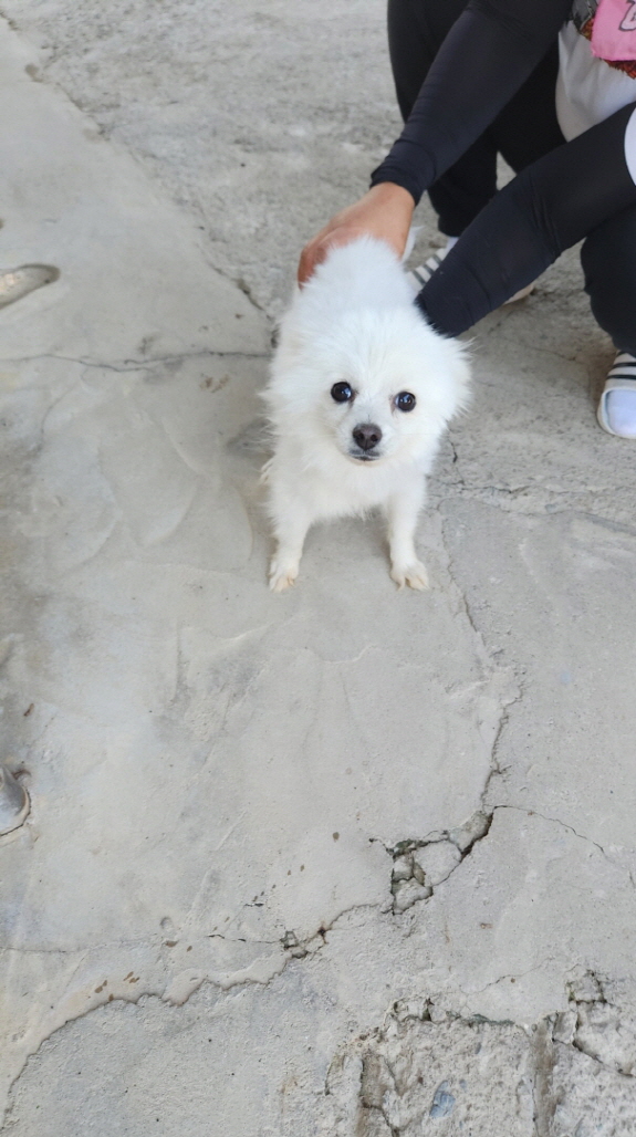 익산유기동물보호소_445468202301923