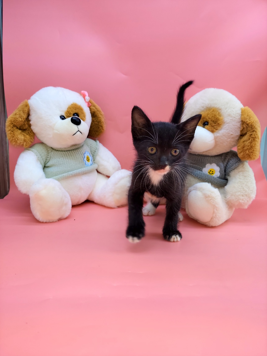 [고양이] 믹스묘 경기-하남-2023-00353 유기동물 배경 이미지 입니다.