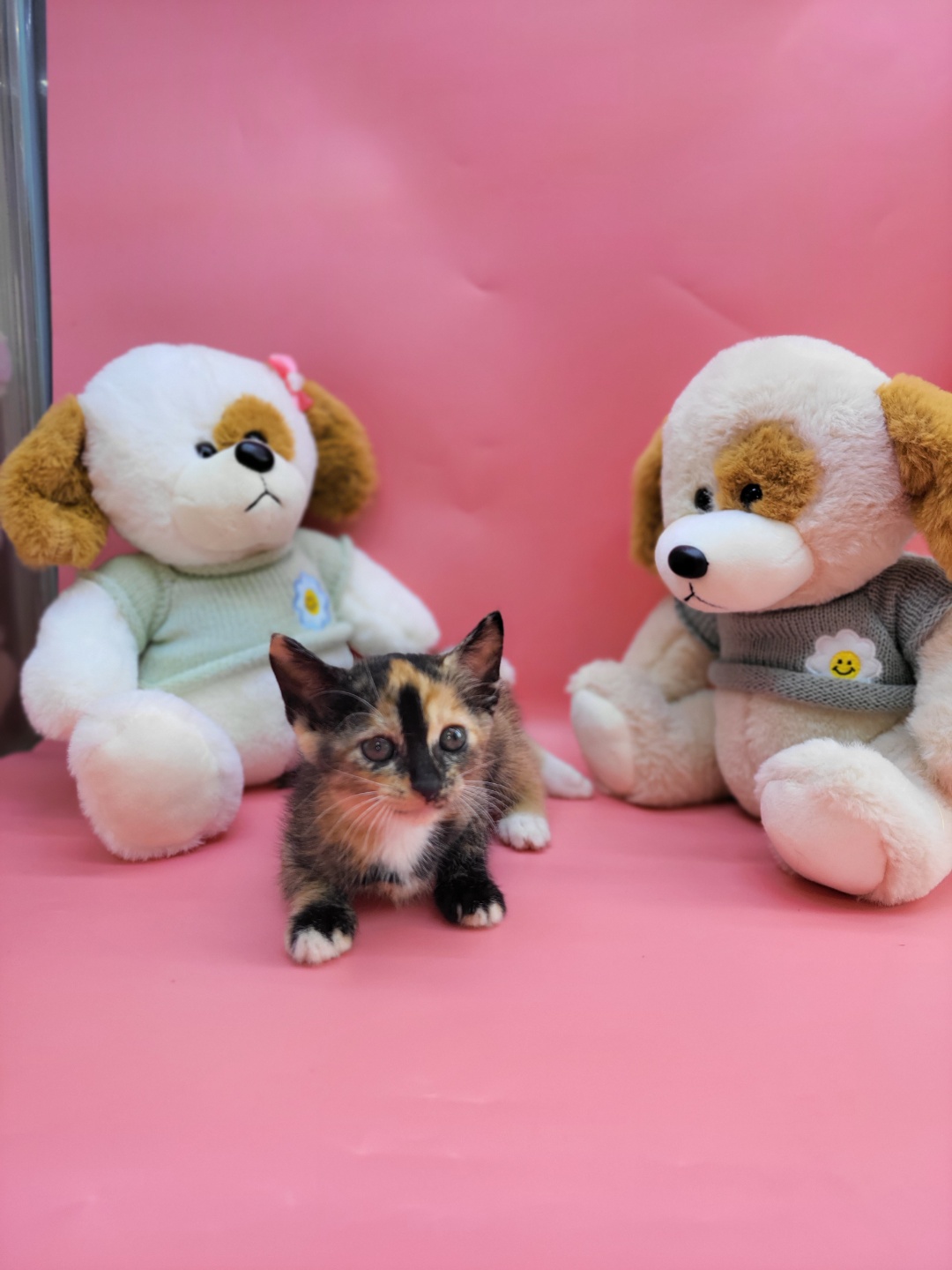[고양이] 한국 고양이 경기-하남-2023-00356 유기동물 배경 이미지 입니다.