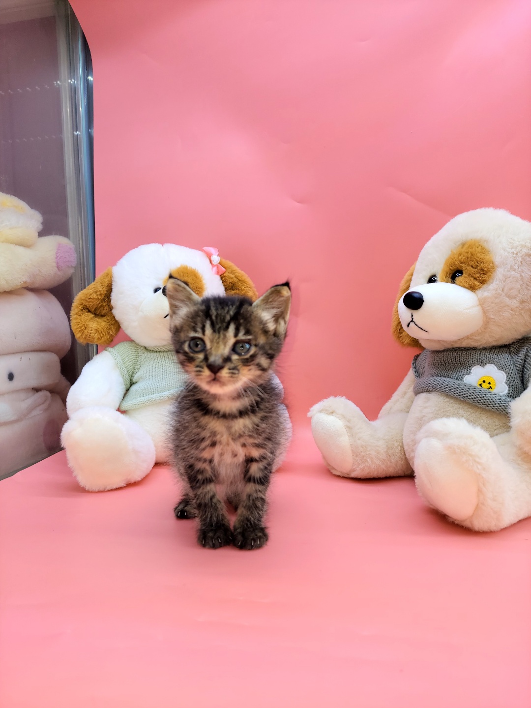 [고양이] 믹스묘 경기-하남-2023-00355 유기동물 배경 이미지 입니다.