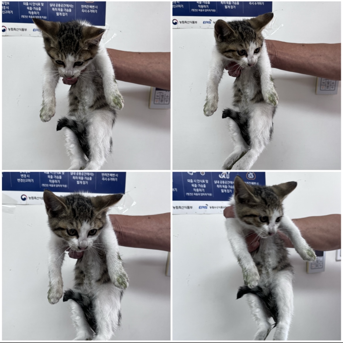 천안시유기동물보호소_444449202302123